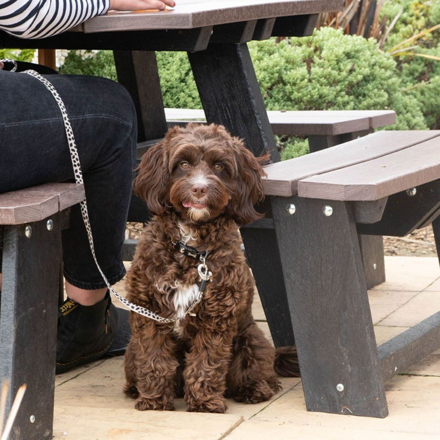 Your local dog friendly pub in Sedgley